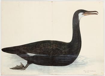 OLOF RUDBECK D.Y., 35 prints depicting Swedish birds.