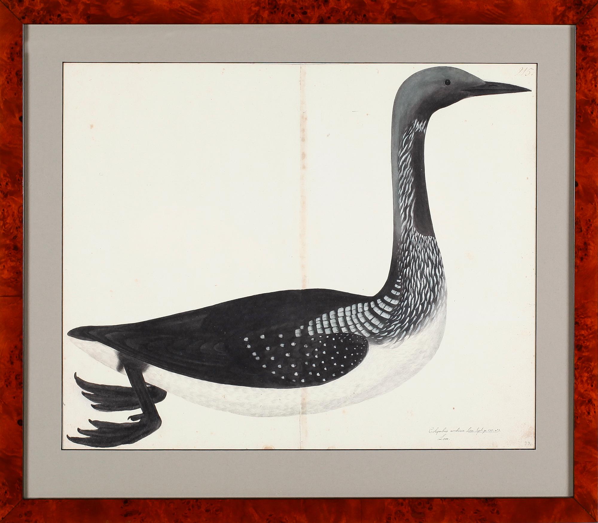 RUDBECK, OLOF D.Y, 3 st, Faksimil av fågelplanscher, 1900-talets andra hälft.