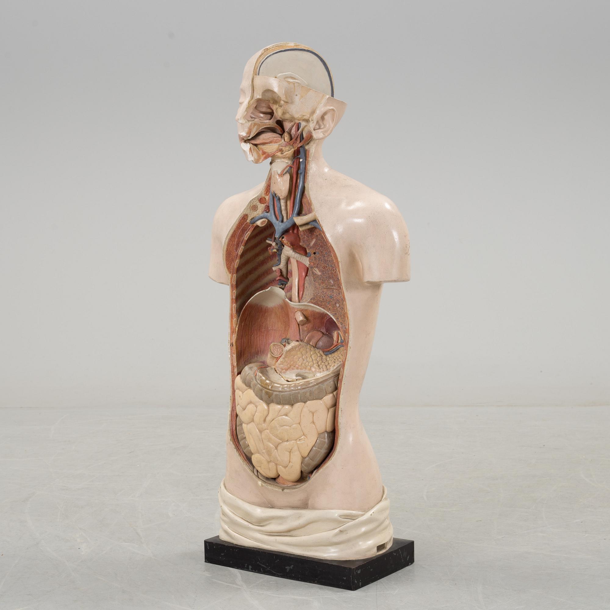 An anatomical model by Franz Jos. Steger, Leipzig, mid 20th century.