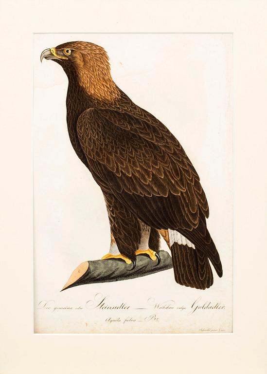 PLANSCHER, kopparstick, 2 st, Ur Teutsche Ornithologie..." 1800-1817, gravör Johann Conrad Susemihl.