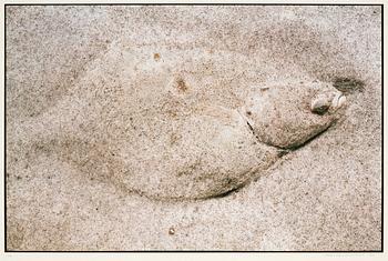 294. Hans Hammarskiöld, Flatfish, 1976.