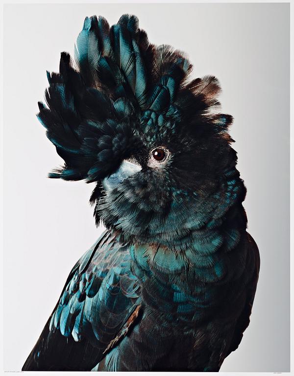 Leila Jeffreys, "Pete Red-Tailed Black Cockatoo", 2012.