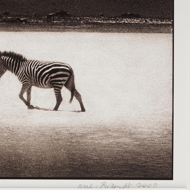 Nick Brandt, "Zebras Crossing Lake, Ngorongoro Crater, 2000".