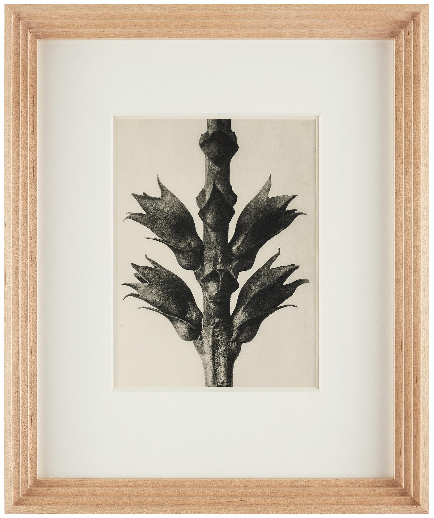 Karl Blossfeldt, "Urformen der Kunst", 1928 (22 st).