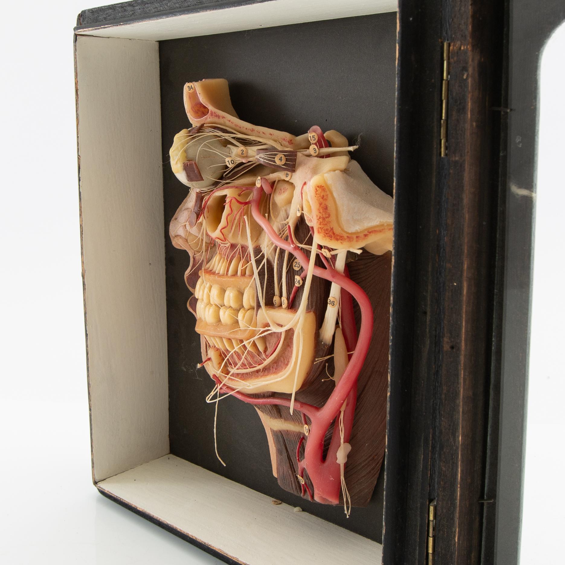 Anatomical model Lehrmittelwerke Berlin Publishing House 1920s/30s.