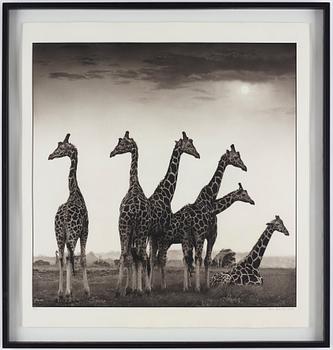 Nick Brandt, "Giraffe Fan, Aberdares, 2000".