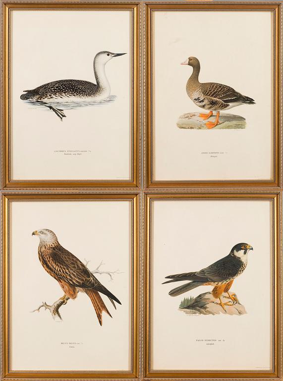 LITHOGRAPHS, 4 pcs, after Wilhelm von Wright and Bror Hallberg. A. Börtzell, Stockholm.