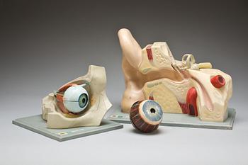 ANATOMISKA MODELLER, 3 st, 1900-tal.