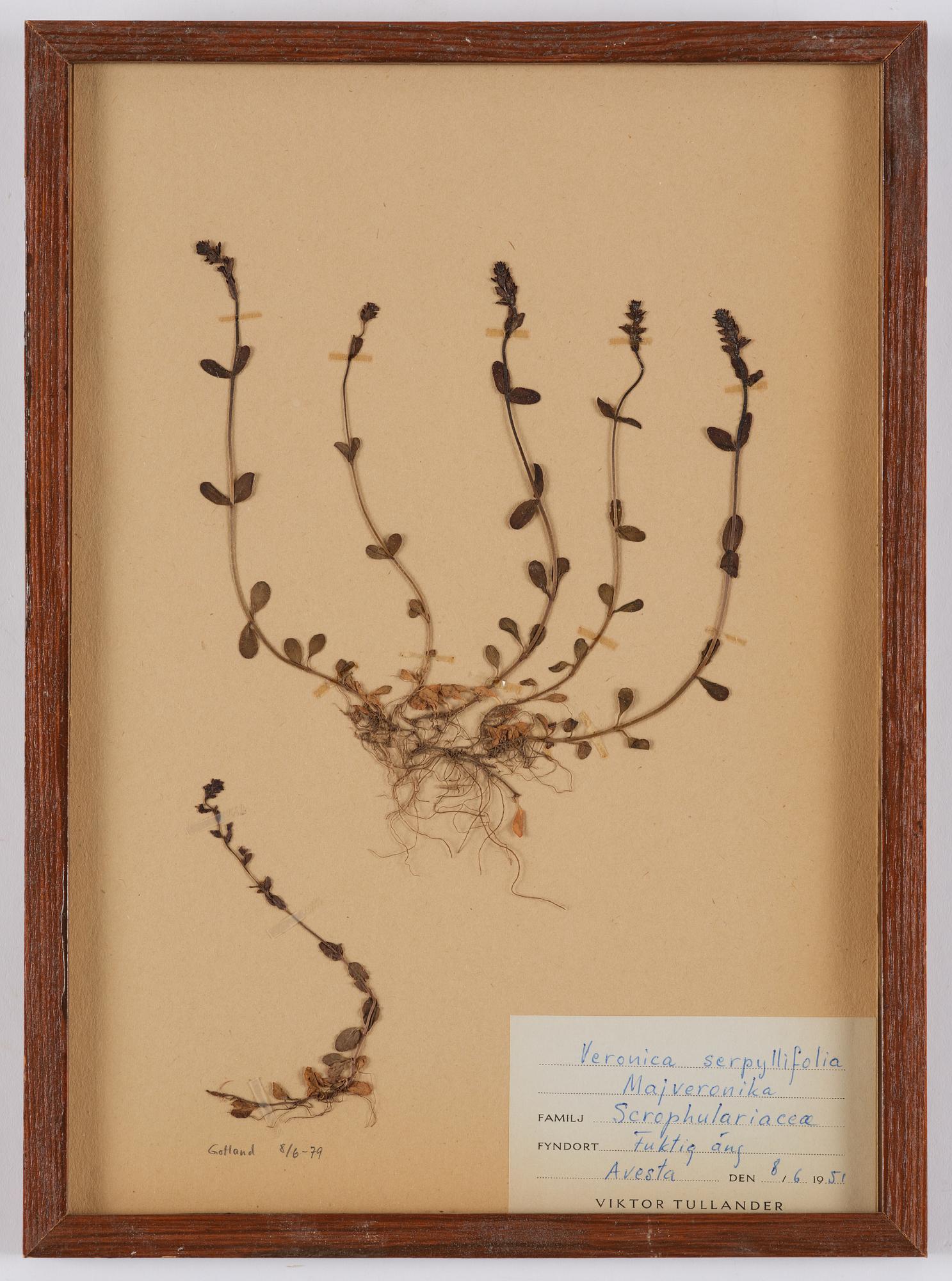Herbarium, 10 delar, Sverige, 1930-1970-tal.