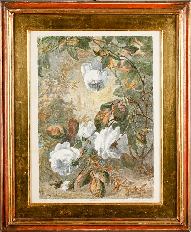 XYLOGRAFIER, 2 st, efter E Muller, handkolorerade, 1800-talets andra hälft.