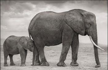 154. Nick Brandt, "Elephant Mother with Baby at Leg, Amboseli", 2012.