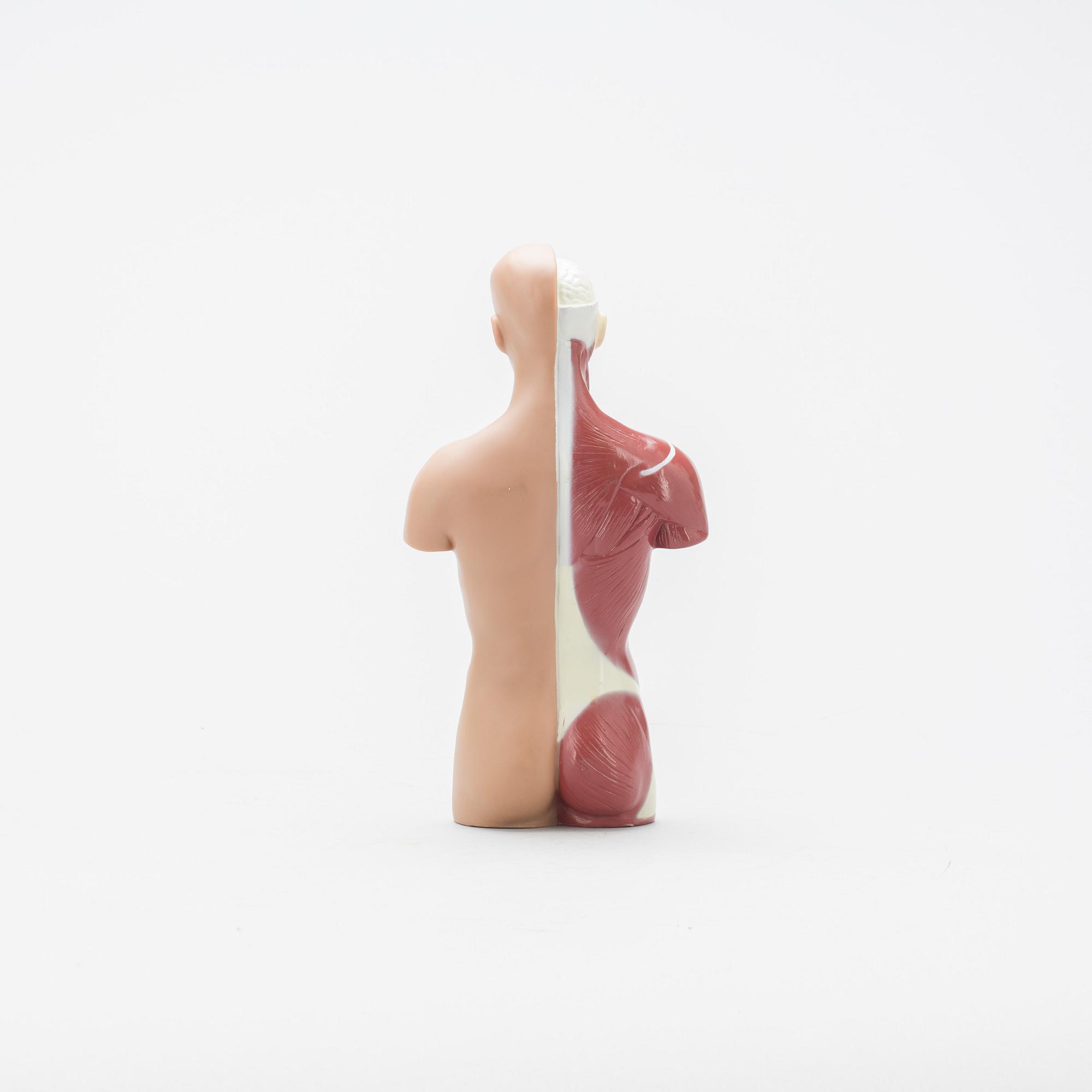 ANATOMISK MODELL, 1900-talets slut.