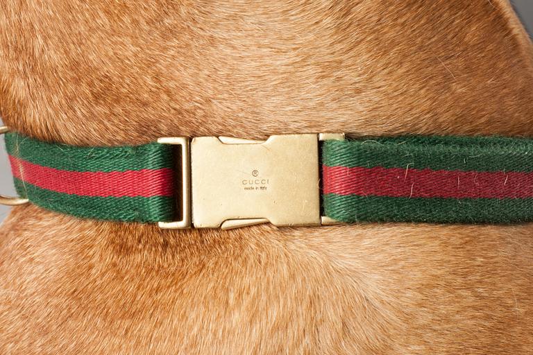 HUNDHALSBAND, 2 stycken, Gucci.