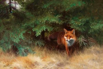 38. Bruno Liljefors, Fox hiding under spruce.