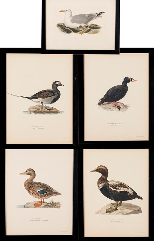 LITOGRAFIOITA, 5 kpl, Wilhelm von Wrightin ja Bror Hallbergin mukaan. A. Börtzell, Tukholma.