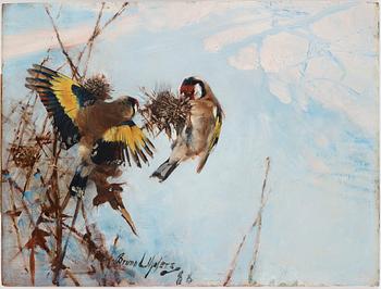 Bruno Liljefors, "Steglitsor" (Goldfinches).