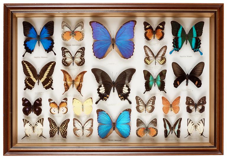 A framed collection of butterflies.