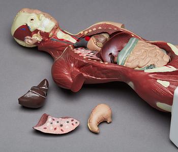 ANATOMISK MODELL, 1900-talet senare del.