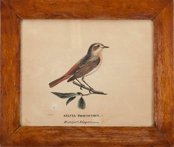 Wilhelm von Wright · WILHELM VON WRIGHT, litografi, handkolorerad, 1800-talets början.