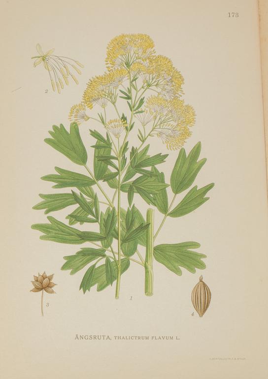 LITOGRAFISKA TRYCK, ca 100 st, "Nordens Flora", C A Lindman, A. Börtzells, Stockholm, 1900-talets första hälft.