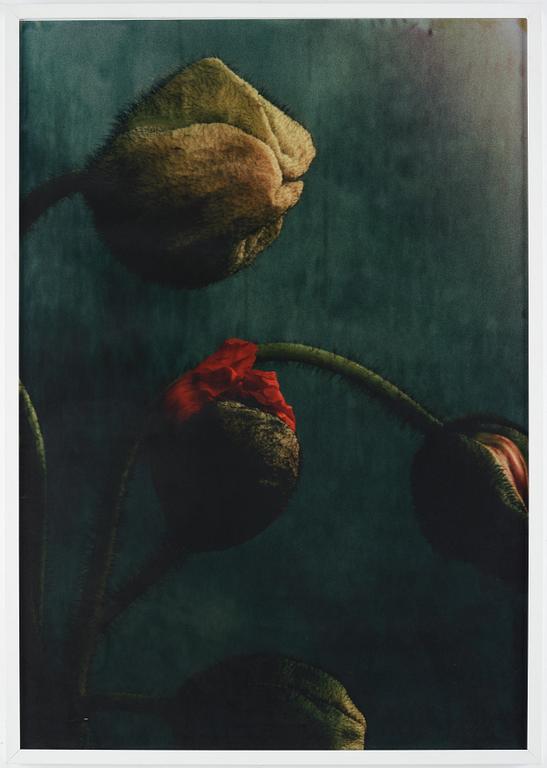 Ewa-Marie Rundquist, photograph edition 1/1.