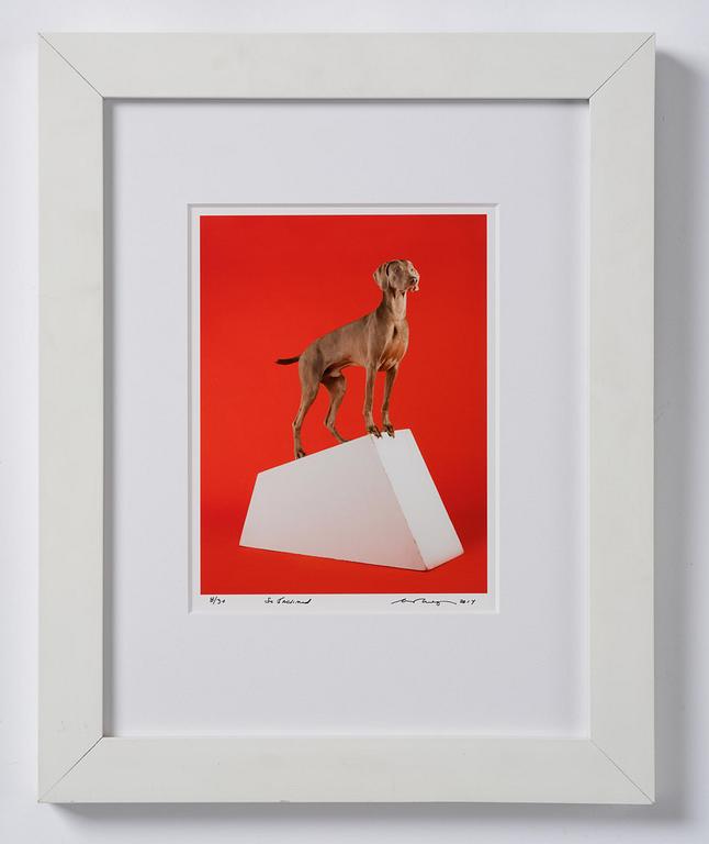 William Wegman, "So inclined".