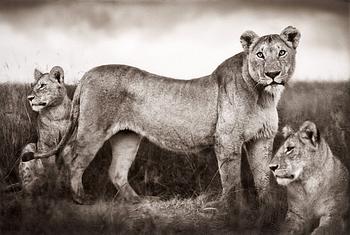 278. Nick Brandt, "Lion Family Portrait, Masai Mara, 2004".