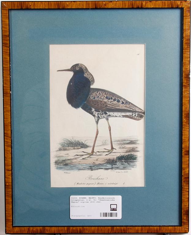 KÖRNER, MAGNUS. Handkolorerade litografier, 4 st. Ur: "Skandinaviska fåglar" utgiven 1839-1846.