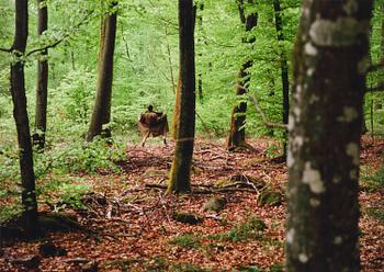 136. Sirous Namazi, "Flasher", 1997.