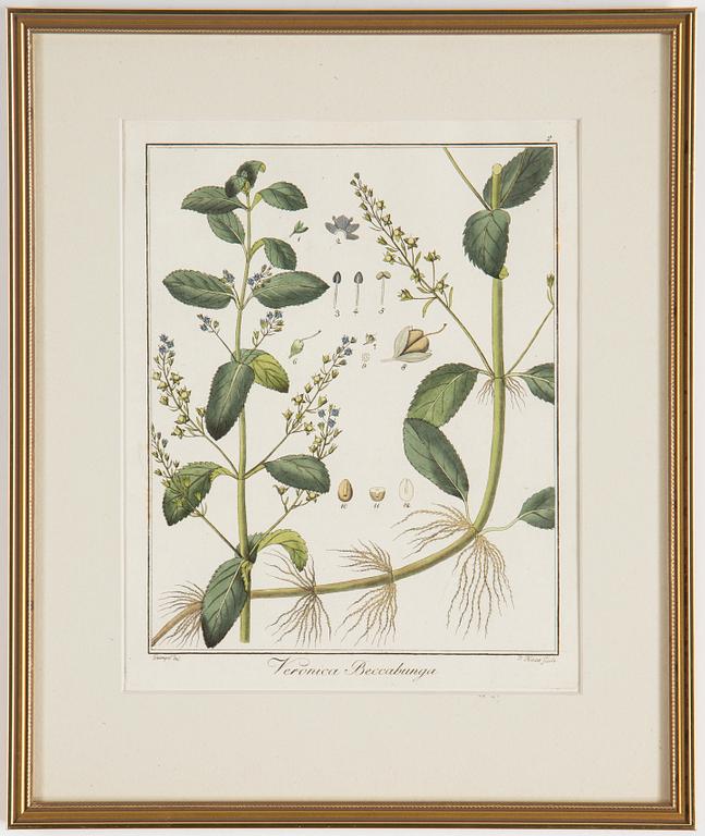 Four 18th century hand coloured engravings.
