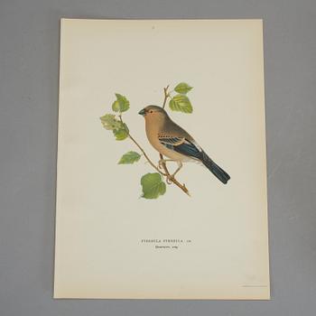 LITOGRAFISKA TRYCK, ca 230 stycken, ur von Wrights "Svenska fåglar", utgivna av A Börtzells.