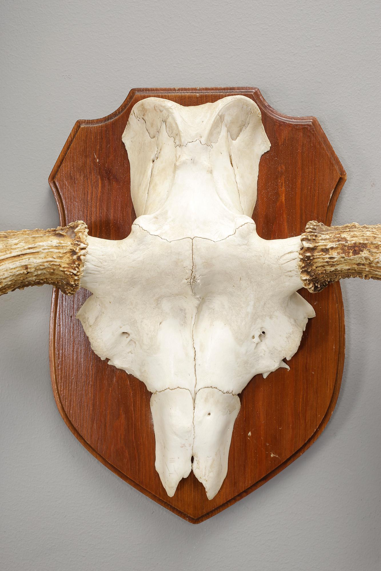 JAKTTROFÉ, älghorn, 1900-tal.