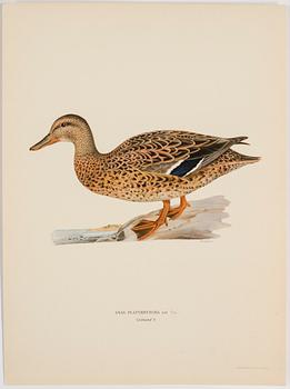 A set of 252 "Svenska fåglar" posters by M o W von Wright, Ivar Baarsens publishings, Stockholm.