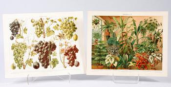 PARTI GRAFIK, bl a Meyer, Lindman, Nordiska tavlor, mm.