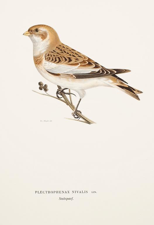 BÖCKER: Svenska Fåglar av M, W och F von Wright, förlaget Svenska Fåglar, andra upplagan, 1927, 3 volymer.