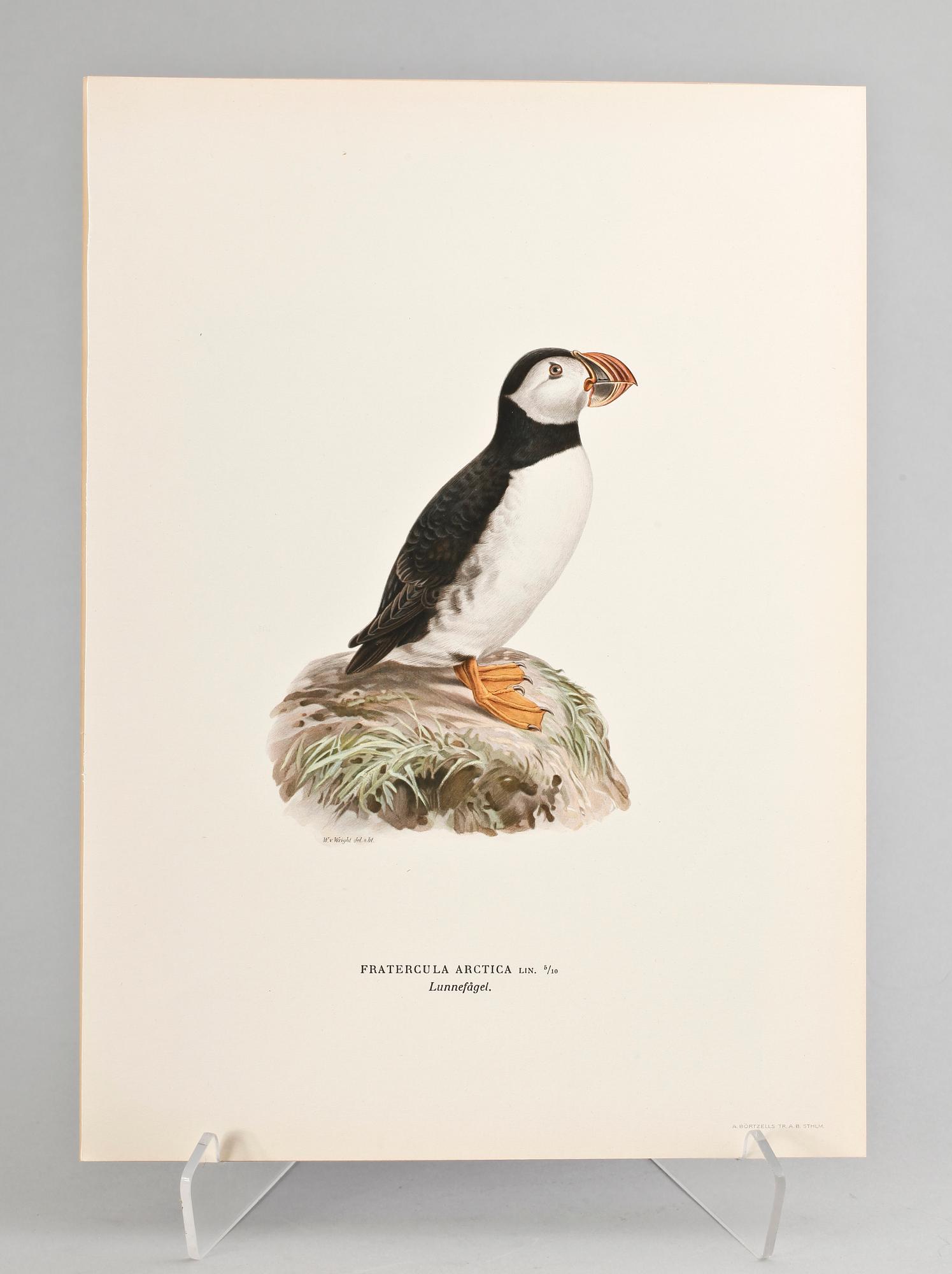 GRAFISKA BLAD, 170 st, ur von Wrights "Svenska fåglar", 1920.