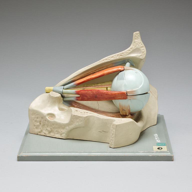 ANATOMISKA MODELLER, 3 st, 1900-tal.