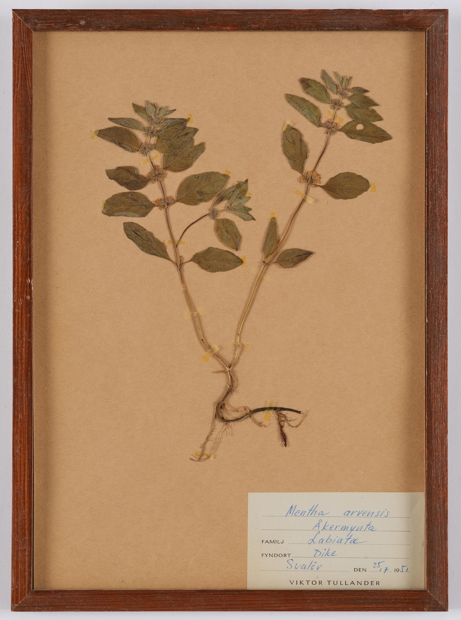 Herbarium, 10 delar, Sverige, 1930-1970-tal.