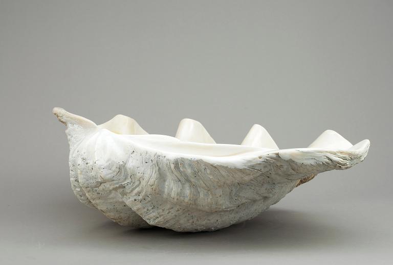 MUSSLA, fossil.