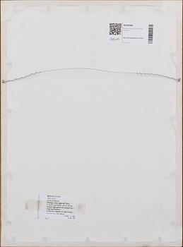 Anders Zorn, a signed etching from 1909.