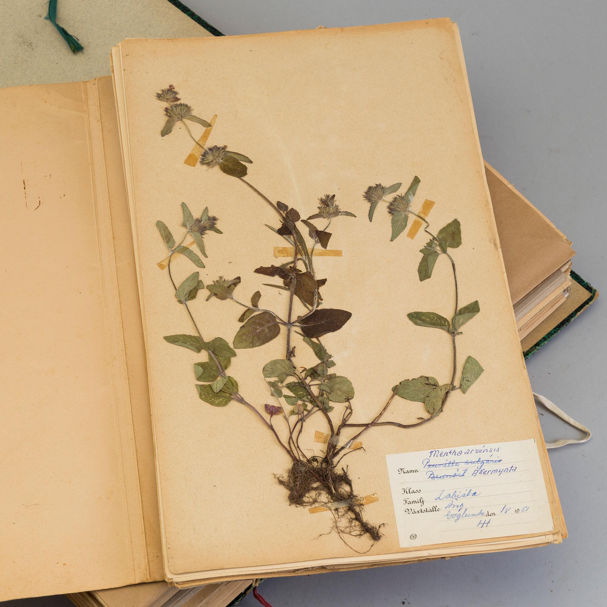 HERBARIUM, i 6 pärmar samt press, 1900-tal.