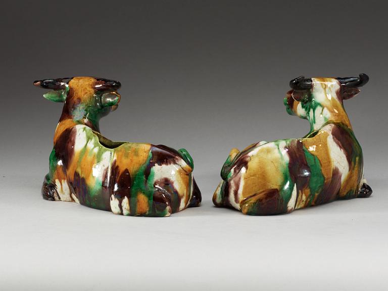 A pair of 'egg and spinach' glazed figures of reclining water buffalo's, Qing dynasty, Kangxi.