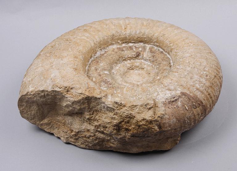 FOSSIL, ammonit, äldre jura/yngre krita.