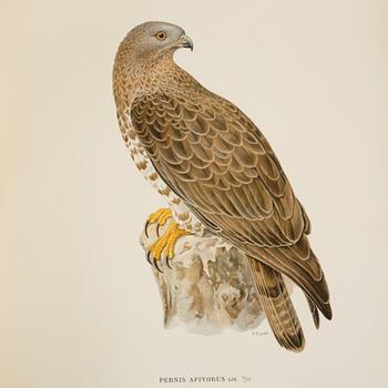 BOKVERK, 3 volymer, "Svenska fåglar", MW. & F. von Wright, Stockholm, andra upplagan 1927-1929.