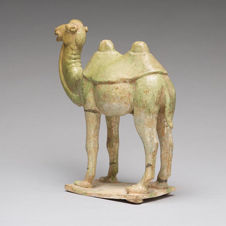 A potted green glazed figure of a camel, Tang dynasty, (618-907).