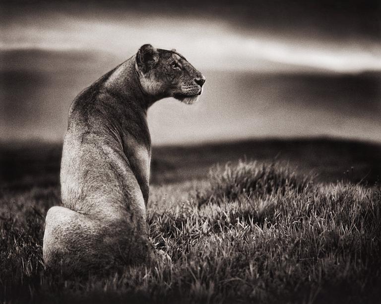 Nick Brandt, "Crater Lioness, Ngorongoro Crater, 2000".