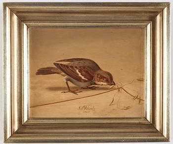 Christian August Printz, House sparrow (Passer domesticus).