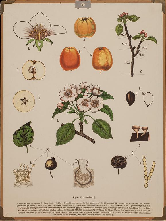 SKOLPLANSCHER, 5 st, 1900-tal.
