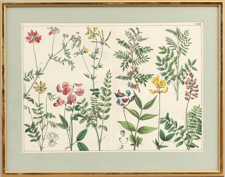 GRAFISKA BLAD, 4 st, 1800/1900-tal.