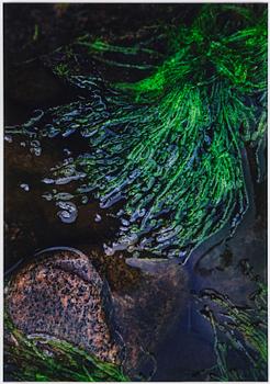 Lena Koller, "Tång", 2013 (Seaweed).